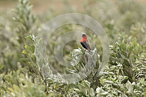 Northern red bishop or orange bishop Euplectes franciscanus