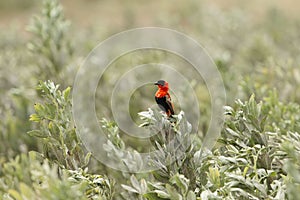 Northern red bishop or orange bishop Euplectes franciscanus