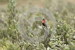 Northern red bishop or orange bishop Euplectes franciscanus