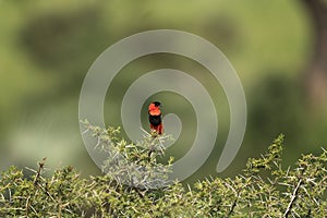 Northern red bishop, orange bishop , euplectes franciscanus