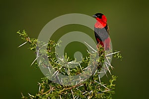 Northern red bishop or orange bishop, Euplectes franciscanus, red black bird sitting on the thorny prickly shrub bush. Bird in the