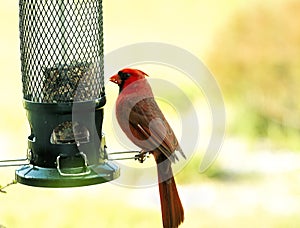 Northern Red Cardinal on Birdfeeder