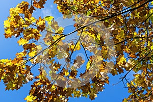 Northern Red Oak tree branch with its brown and yellow leaves in golden autumn fall colour