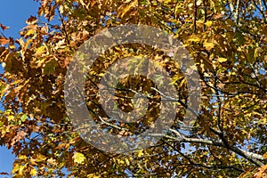 Northern Red Oak tree branch with its brown and yellow leaves in golden autumn fall colour