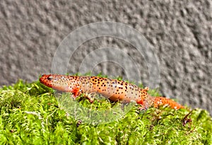 Northern Red Salamander