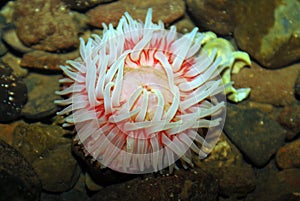 Northern red sea anemone