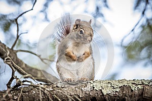 Northern Red Squirrell