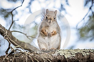 Northern Red Squirrell