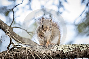 Northern Red Squirrell