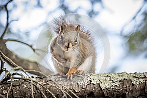 Northern Red Squirrell