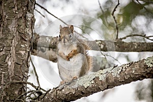 Northern Red Squirrell