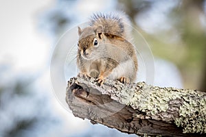 Northern Red Squirrell