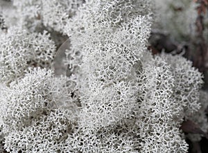 Northern Reindeer Lichen