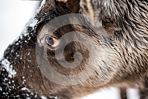 Northern reindeer looks into camera close-up