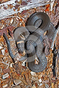 Northern Ringneck Snake Michigan photo