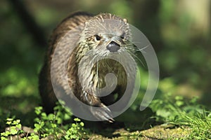 Northern river otter