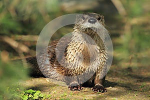 Northern river otter photo