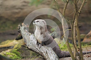 Northern river otter