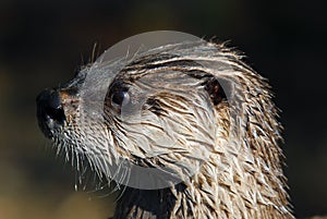 Northern River Otter