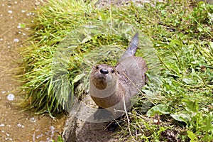 Northern River Otter  846014