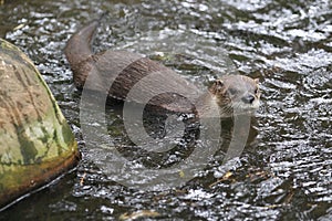 Northern river otter