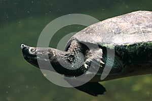 Northern river terrapin