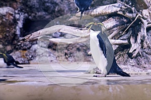 Northern rockhopper penguin