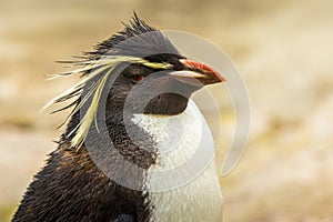 Northern Rockhopper penguin