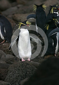 Northern Rockhopper Penguin, Eudyptes moseleyi