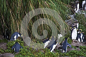 Northern Rockhopper Penguin, Eudyptes moseleyi