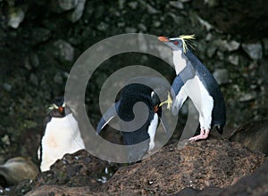 Northern Rockhopper Penguin, Eudyptes moseleyi