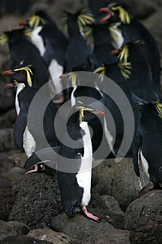 Northern Rockhopper Penguin, Eudyptes moseleyi