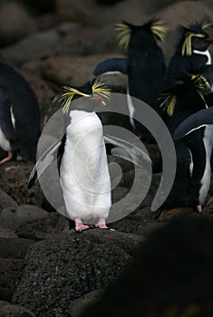 Northern Rockhopper Penguin, Eudyptes moseleyi