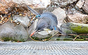 Northern Rockhopper Penguin (Eudyptes moseleyi