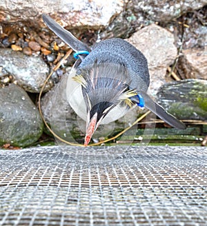 Northern Rockhopper Penguin (Eudyptes moseleyi