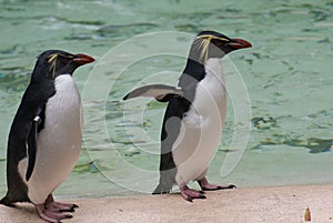 Northern Rockhopper Penguin - Eudyptes moseleyi