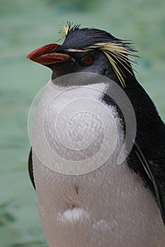 Northern Rockhopper Penguin - Eudyptes moseleyi