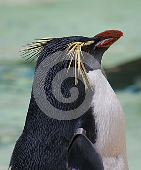 Northern Rockhopper Penguin - Eudyptes moseleyi