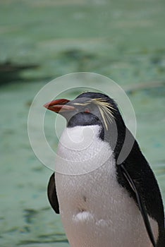 Northern Rockhopper Penguin - Eudyptes moseleyi