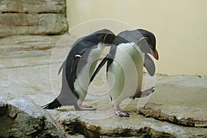 Northern rockhopper penguin (Eudyptes moseleyi).