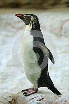 Northern rockhopper penguin (Eudyptes moseleyi).