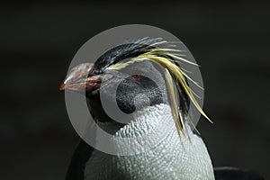 Northern rockhopper penguin (Eudyptes moseleyi).