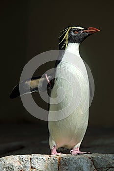 Northern rockhopper penguin (Eudyptes moseleyi).