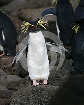 Northern Rockhopper Penguin, Eudyptes moseleyi photo