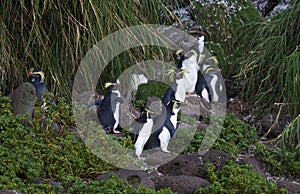 Northern Rockhopper Penguin, Eudyptes moseleyi photo