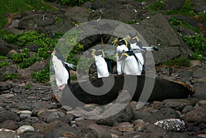 Northern Rockhopper Penguin, Eudyptes moseleyi photo