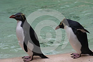 Northern Rockhopper Penguin - Eudyptes moseleyi photo