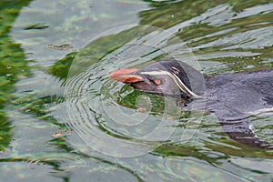 Northern rockhopper penguin Eudyptes moseleyi. Wild life anima