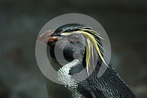 Northern rockhopper penguin (Eudyptes moseleyi). photo