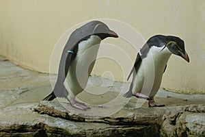 Northern rockhopper penguin (Eudyptes moseleyi). photo